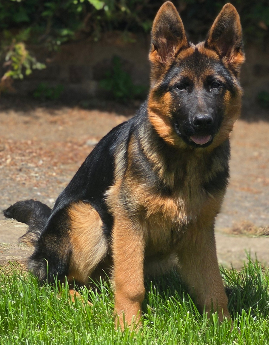 Domaine de Jules - Chiots disponibles - Berger Allemand