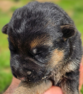 Chiot N°1