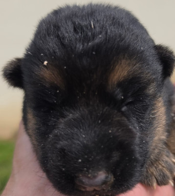 Chiot N°2