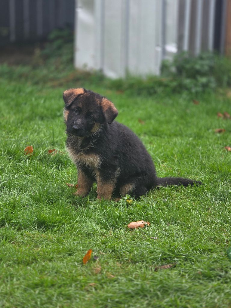 Domaine de Jules - Chiots disponibles - Berger Allemand